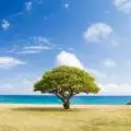 Single tree in open field